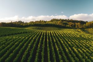 Biodynamic-wine-vineyard